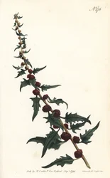 Aardbeispinazie in een baguette - Bladrijke ganzenvoet, Chenopodium foliosum (Aardbeimelde, Blitum virgatum). Gegraveerd door Sansom naar een illustratie van Sydenham Edwards uit William Curtis