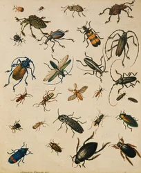 Studies van insecten