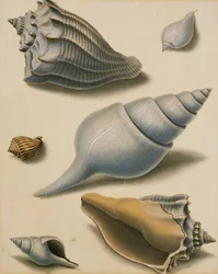 Studies van schelpen en mariene flora