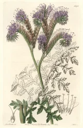 Tansy leaf phacelia, afkomstig uit Californië - Water forte door S. Watts uit een illustratie van Sarah Anne Drake (1803-1857), uit het Botanical Register