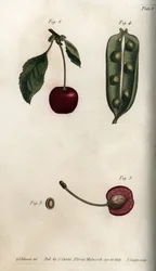 De peulvrucht van de erwt en sectie van de vrucht van de kers, uit Botanical Conferences