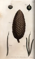 Het vruchtomhulsel van kruisbes heeft makreel, vrucht van Schotse den en klaverwanden (of ravenelle). Gekleurde kopergravure, illustratie door Sydenham Edwards voor Conferences of Botanical, Botanical Garden of Lambeth