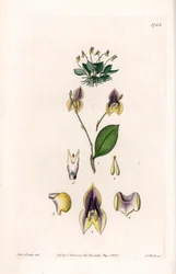 Drie tanden Lepanthe - Plaat gegraveerd door S. Watts, naar een illustratie van Sarah Anne Drake (1803-1857), uit het Botanical Register van Sydenham Edwards (1768-1819), Engeland
