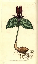 Zittend trillium of toadshade, Trillium sessile. Handgekleurde kopergravure naar een botanische illustratie van James Sowerby uit William Curtis