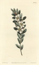 Theeboom of Australische mirte - Kusttheeboom, Leptospermum laevigatum (Glad fabricia, Fabricia laevigata). Handgekleurde kopergravure door F. Sansom Jr. naar een illustratie door Sydenham Edwards uit William Curtis