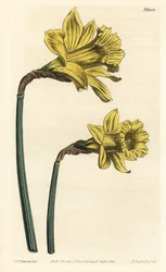 Trompetnarcis, Narcissus hispanicus (Grote gele Spaanse narcis, Narcissus major). Handgekleurde kopergravure door F. Sansom Jr. naar een illustratie van Sydenham Edwards uit William Curtis