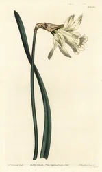 Trompetnarcis - Kleinere witte Spaanse narcis, Narcissus pseudonarcissus subsp. moschatus (Narcissus moschatus). Handgekleurde kopergravure door F. Sansom Jr. naar een illustratie door Sydenham Edwards uit William Curtis