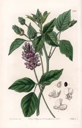 Variete de Psoralea - uit het Botanical Register van Sydenham Edwards (1768-1819), Engeland