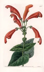 Variëteit van gesneria, een bloem in buizen