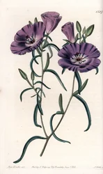 Variëteit van Clarkia, inheems in Zuid-Amerika - Gegraveerd door S.Watts, uit een illustratie van Sarah Anne Drake, uit het Botanical Register van Sydenham Edwards, Engeland