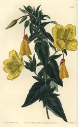 Oenothera glauca