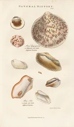 Diverse Ark Schelpen