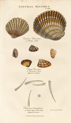 Diverse schelpensoorten
