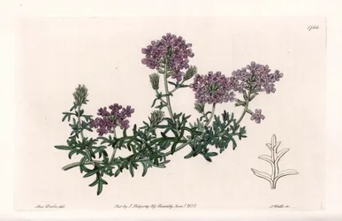 Verbena multifide