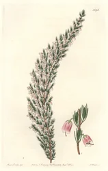 Vesiculaire Epiary, oorspronkelijk uit Europa - Sterk water door S. Watts naar een illustratie van Sarah Anne Drake (1803-1857), uit het Botanical Register