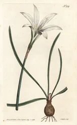 Virginia Amaryllis - Atamasco lelie, Zephyranthes atamasco (Amaryllis atamasco)