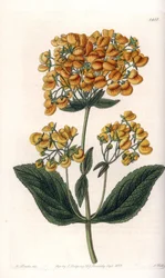 Viskeuze calceolar (of kleine slipper)