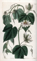 Witte bloem passiebloem