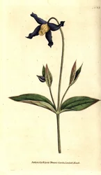 Clematis integrifolia