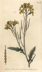 Wilde radijs, Raphanus raphanistrum, Siliquosa. Handgekleurde kopergravure door F. Sansom naar een botanische illustratie door Sydenham Edwards voor William Curtis
