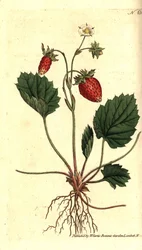 Wilde aardbei, Fragaria vesca