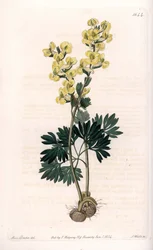 Geelbloemige corydale variëteit - Gegraveerd door S.Watts, naar een illustratie van Sarah Anne Drake (1803-1857), uit het Botanical Register van Sydenham Edwards (1768-1819), Engeland