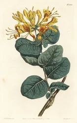 Geelbloemige kamperfoelie, uit het Botanical Magazine