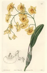 Gele dendrobium orchidee, inheems in India