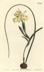 Gele eetbare moraea, Moraea fugax (Moraea edulis)