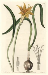 Gele pyrolirion (Amaryllis arvensis), afkomstig uit Peru - Sterk water door S. Watts naar een illustratie van Sarah Anne Drake (1803-1857), uit het Botanical Register