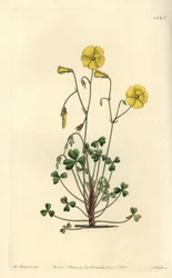 Gele klaverzuring, Oxalis micrantha
