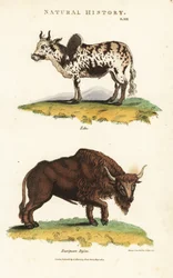 Zebu en bizon - Zebu humped cattle, Bos indicus, en Europese bizon, Bison bonasus