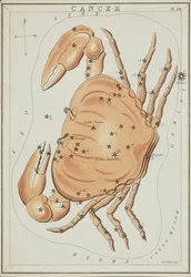 Kreeft, Illustratie uit 