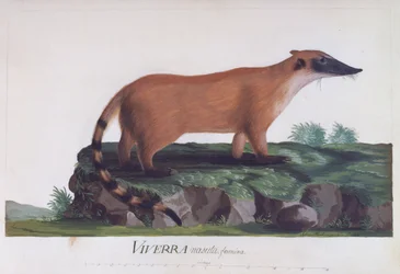 Vrouwtje van Viverra nasuta, gekleurde gravure door Sidney Parkinson