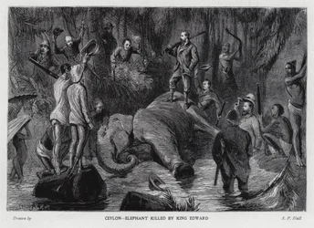 Olifant gedood door Koning Edward VII