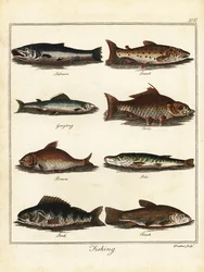 Vissen: zalm, forel, vlagzalm, karper, brasem, snoek, baars, tenc 1792