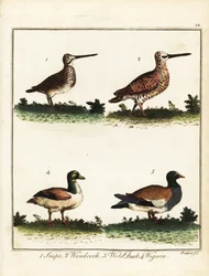 Wildvogels: watersnip, houtsnip, wilde eend en smient. 1792 (gravure)
