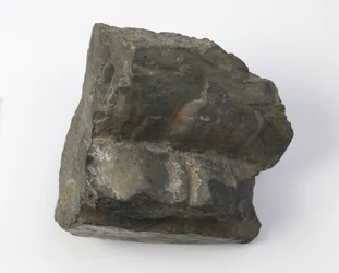 Fragment van een Lotusvoetstuk