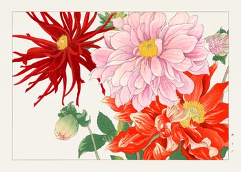 Dahlia bloem van "Seiyou Sokazufu".