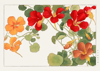 Oost-Indische kers uit "Seiyou Sokazufu".