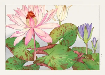 Nymphaea lotus van "Seiyou Sokazufu