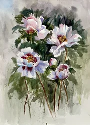 Witte pioenrozen in aquarel