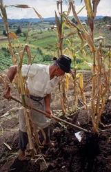 Benigno Marin, een boer, werkt op een veld in Colombia
