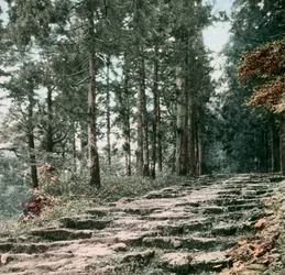 Cederstraat, Hakone, circa 1900 - 1915 (foto)