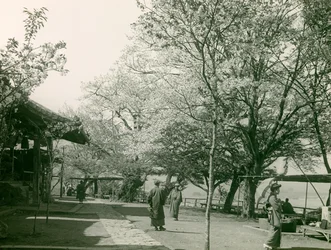 Kersenbloesems in de stad Otsu, eiland Honshu, circa 1900 - 1915 (foto)
