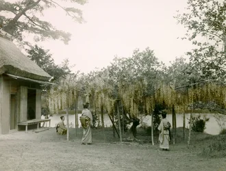 Glycine in bloei bij Nagaoka - Kyo in Kyoto circa 1900 - 1915 (foto)