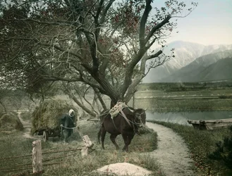Japanse boer circa 1900 - 1915 (foto)