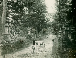 Kasauga Taisha Park in Nara, circa 1900 - 1915 (foto)