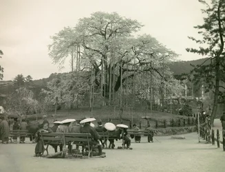 Zittende Japanners staren naar kersenbloesems, Kyoto circa 1900 - 1915 (foto)