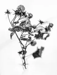 Te midden van de bloemen 10